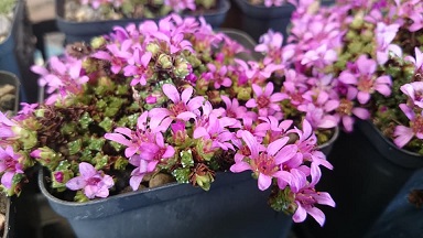 Saxifraga oppositifolia 'Theoden' - 8cm pot 